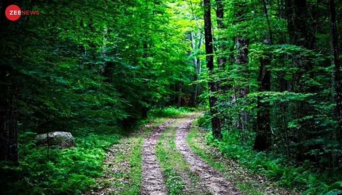 Optical Illusion Test: ONLY a few can spot wolf and snake in the picture in 10 seconds - are you one of them?