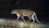 Search for leopard in Greater Noida society enters 4th day, crane deployed to scan under-construction towers