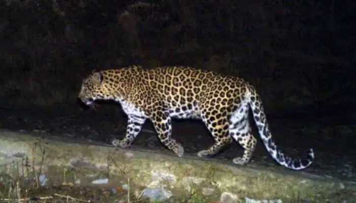 झारखंड : आदमखोर तेंदुआ को बेतला के आसपास देखे जाने का दावा- Jharkhand: Man-eating leopard claims to have been seen around Betla