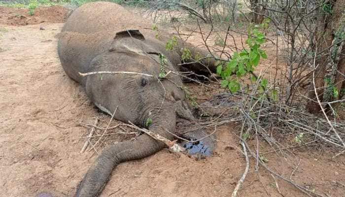 Heinous! Elephant electrocuted in Chhattisgarh after coming in contact with live wire laid by poachers