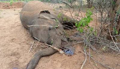 Heinous! Elephant electrocuted in Chhattisgarh after coming in contact with live wire laid by poachers