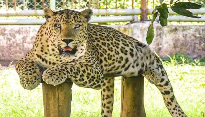 Leopard allegedly spotted in Bengaluru University campus; students, staff asked to remain vigilant