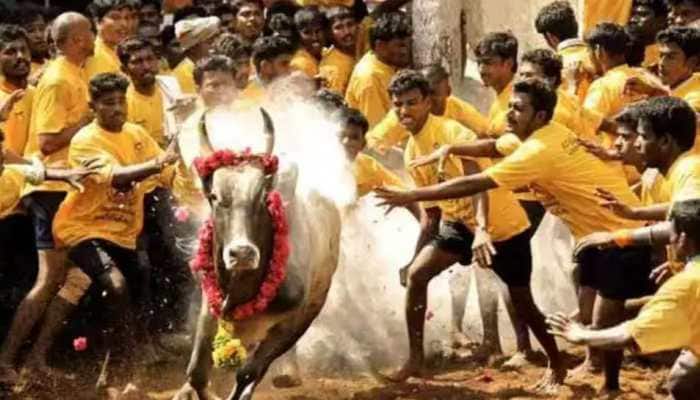 Jallikattu 2023: Over 60 people injured during bull taming sport in Tamil Nadu&#039;s Madurai
