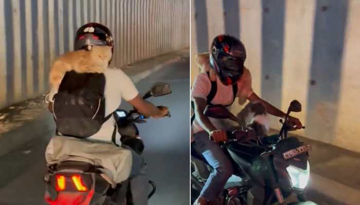 Biker riding with two pet cats on Bengaluru roads goes viral, internet is divided: Watch video
