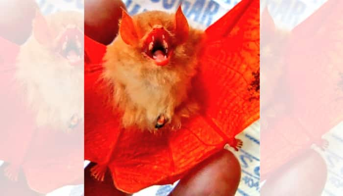 &#039;A near threatened species&#039;: Rare orange coloured bat spotted in Chhattisgarh