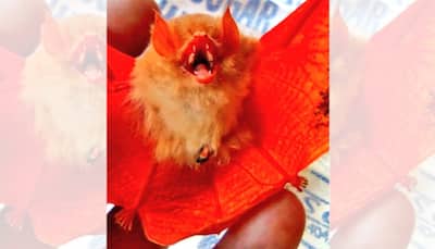 'A near threatened species': Rare orange coloured bat spotted in Chhattisgarh