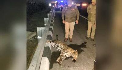 Leopard killed after being hit by speeding vehicle on Delhi-Meerut Expressway