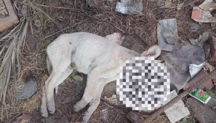 Horrific! 8 puppies allegedly poisoned to death in Ghaziabad, animal activists demand justice