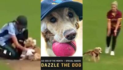 Dog wants to play cricket: Ireland cricketer recalls her dog interrupting match - Watch