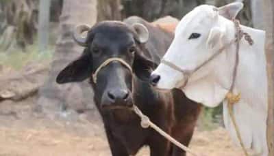 For Removal Of Cows From Roads, Delhi HC's 'Go By Law' Advise To Officials