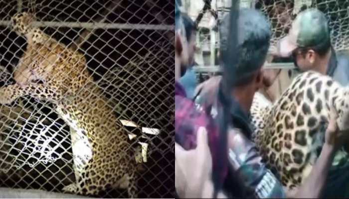 Leopard Dies of Mental Shock After Getting Trapped in Chicken Coop in Kerala&#039;s Palakkad