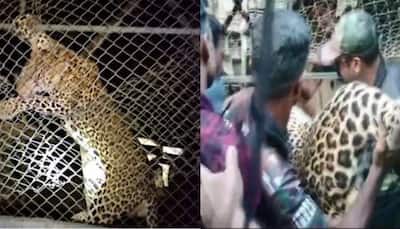 Leopard Dies of Mental Shock After Getting Trapped in Chicken Coop in Kerala's Palakkad