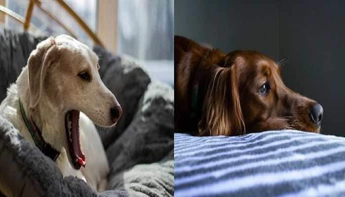 Why is Your Dog Coughing? Check Symptoms, Causes, Prevention, and Treatment