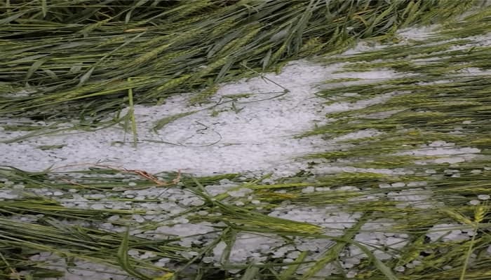 Rajasthan Agriculture Minister Assures Compensation for Crop Loss due to Hailstorms