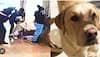 pitbull dog attacked