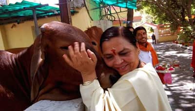 Uma Bharti Ties Stray Cows in Front of Liquor Shop in Madhya Pradesh, Says 'Sharab Nahi, Doodh Piyo'