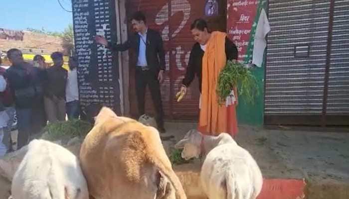 On Uma Bharti&#039;s tying of cows in front of liquor shops act, MP home minister&#039;s &#039;Good Thing&#039; comment