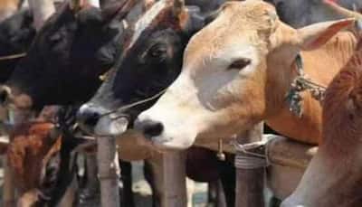 Valentine's Day | Animal Welfare Board of India Urges People to Celebrate 'Cow Hug Day' on Feb 14, Cites 'Extinction of Vedic Traditions'