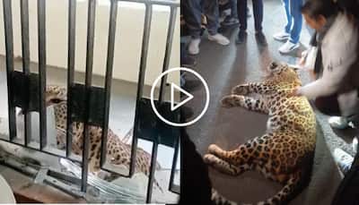 Leopard Enters Ghaziabad District Court, 10 Including two Lawyers Injured