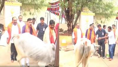  Amid 'Cow Hug Day' row, old Video of Animal Kicking BJP Leader Leaves Netizens in Splits - Watch