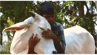 Valentine's Day: Centre Withdraws Appeal to Celebrate February 14 as 'Cow Hug Day' Amid Criticism, Meme Fest on Social Media