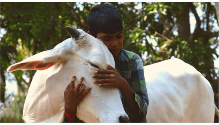 Valentine's Day: Centre Withdraws Appeal to Celebrate February 14 as 'Cow Hug Day' Amid Criticism, Meme Fest on Social Media