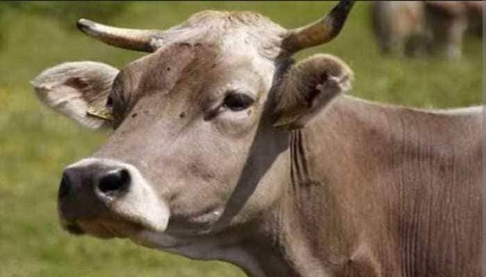 Madhya Pradesh To Go Ahead With &#039;Cow Hug Day&#039; On Valentine Day