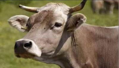Madhya Pradesh To Go Ahead With 'Cow Hug Day' On Valentine Day