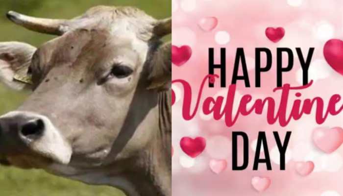 Worship Cow On Valentine&#039;s Day: UP Minister