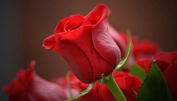 Valentine's Day 2023: Why Red is Considered the Colour of Love