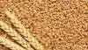 Wheat Production Estimated to Touch New Record of 112.18 Million Tonnes in 2022-23 Crop Year: Govt