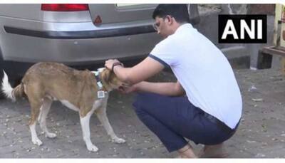 Lost a Stray Pet? Mumbai Man Develops Tags With QR Code to Keep Track of Street Dogs