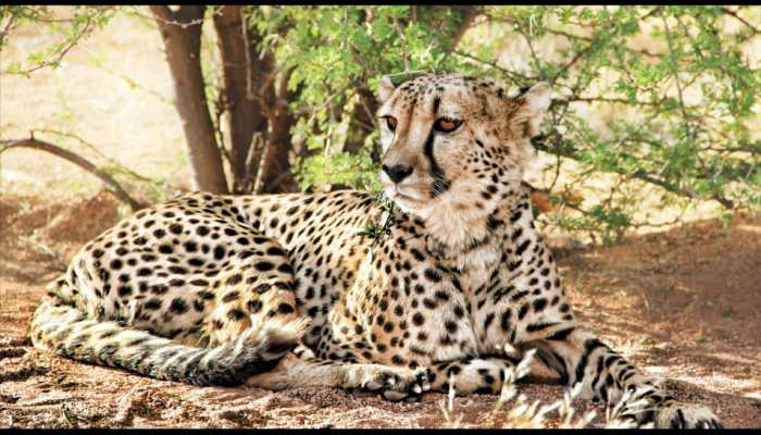 12 Cheetahs Arrive in MP&#039;s Gwalior From Africa&#039;s Namibia