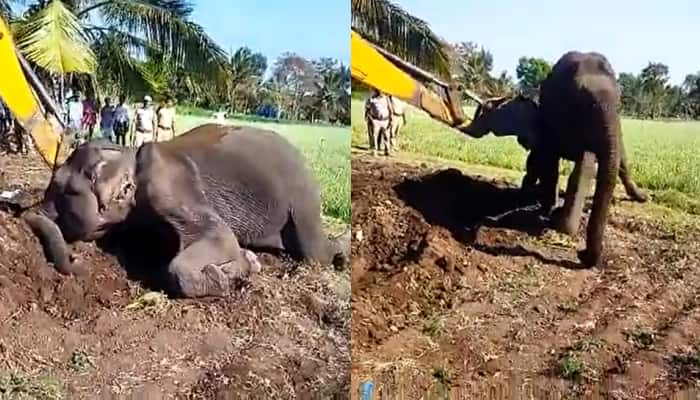 Watch: Electrocuted Elephant Saved by Bandipur Tiger Reserve Staff, PM Modi Says, &#039;Happy to See This&#039;