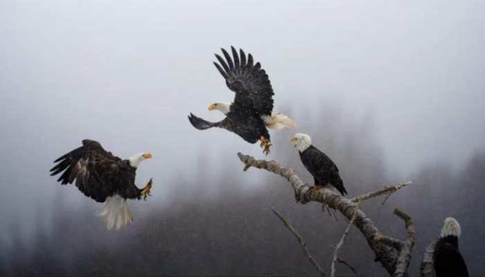 Indian-Origin Karthik Subramaniam Wins National Geographic&#039;s &#039;Pictures of the Year&#039; Contest, See Other Top Entries