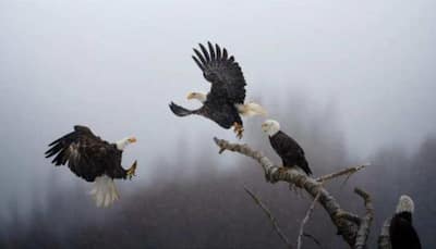 Indian-Origin Karthik Subramaniam Wins National Geographic's 'Pictures of the Year' Contest, See Other Top Entries