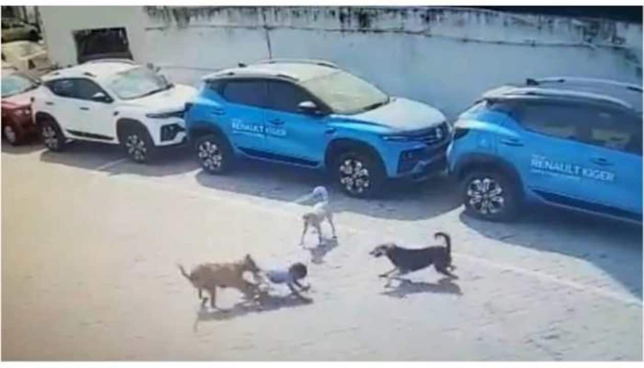 Hyderabad: 4-Year-Old Mauled to Death by Stray Dogs