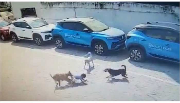 Hyderabad: 4-Year-Old Mauled to Death by Stray Dogs