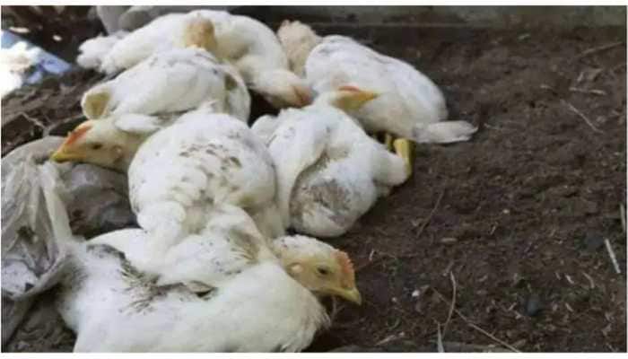 Jharkhand on Alert After Bird flu Cases Reported in State-Run Poultry Farm: Official