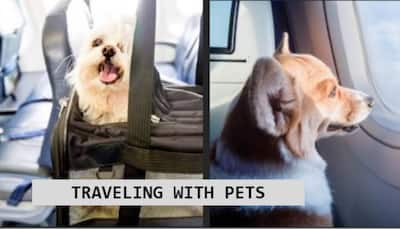 Travelling With Pets? From Booking To Check-ins- Tips To Carry Your Pet On A Flight 