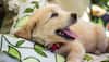 Top 10 Dog Breeds That Are Least Likely To Bite - Are You Getting One For Your Family?