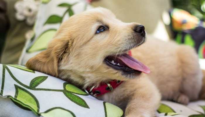 Top 10 Dog Breeds That Are Least Likely To Bite - Are You Getting One For Your Family?