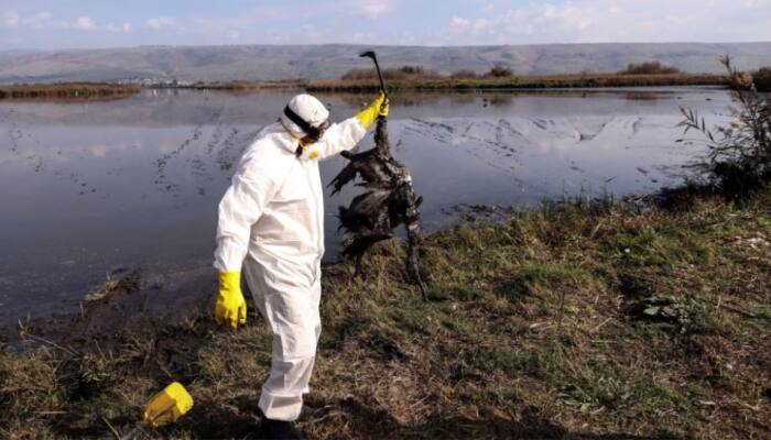 Bird Flu Outbreak: 11-Year-Old Girl Dies Due To Avian Influenza in Cambodia; WHO Calls Situation &#039;Worrying&#039;