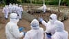 Bird Flu In India: Culling Of Nearly 4,000 Chickens, Ducks Starts In Jharkhand Amid Avian Influenza Outbreak