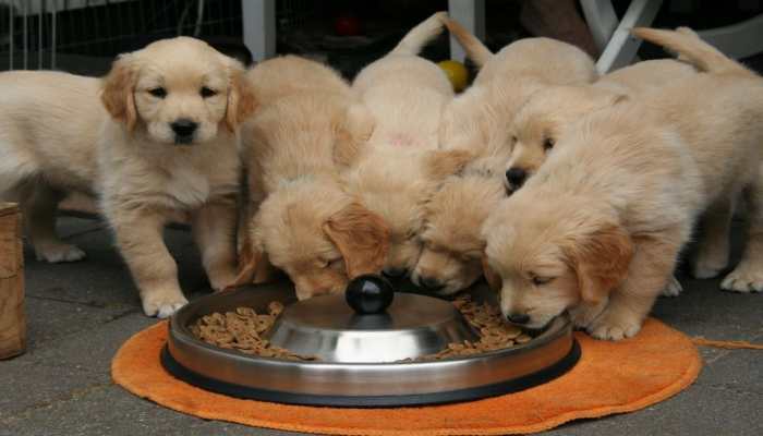 Balanced Dog Diet: Foods You Must Include In Your Pet's Daily Diet- Homemade Recipes