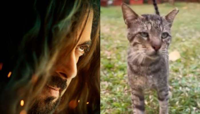 Salman Khan Announces ‘Kisi Ka Bhai Kisi Ki Jaan’ New Song ‘Billi Billi’ In The Quirkiest Style- Watch 