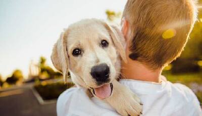 Want To Become A Pet Parent? Check Which Dog Breed To Adopt For Your Companionship