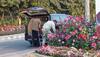 Gurugram: Sacked GMDA Employee Arrested For Stealing Flower Pots Kept For Decoration Ahead Of G20 Event