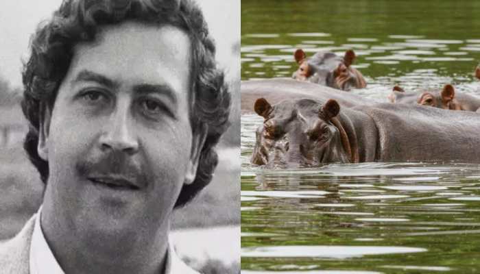 Descendents Of Hippos Owned By Drug Kingpin Pablo Escobar May Be Shipped To India - Here's Why Descendents Of Hippos Owned By Drug Kingpin Pablo Escobar May Be Shipped To India - Here's Why