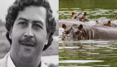 Descendents Of Hippos Owned By Drug Kingpin Pablo Escobar May Be Shipped To India - Here's Why